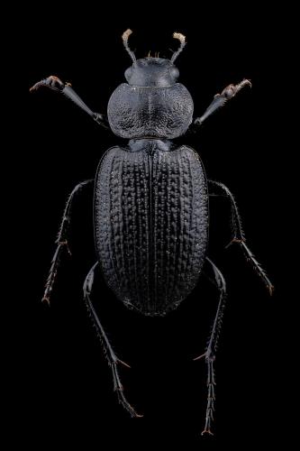 Réf. 267 546 : Licinus punctatulus